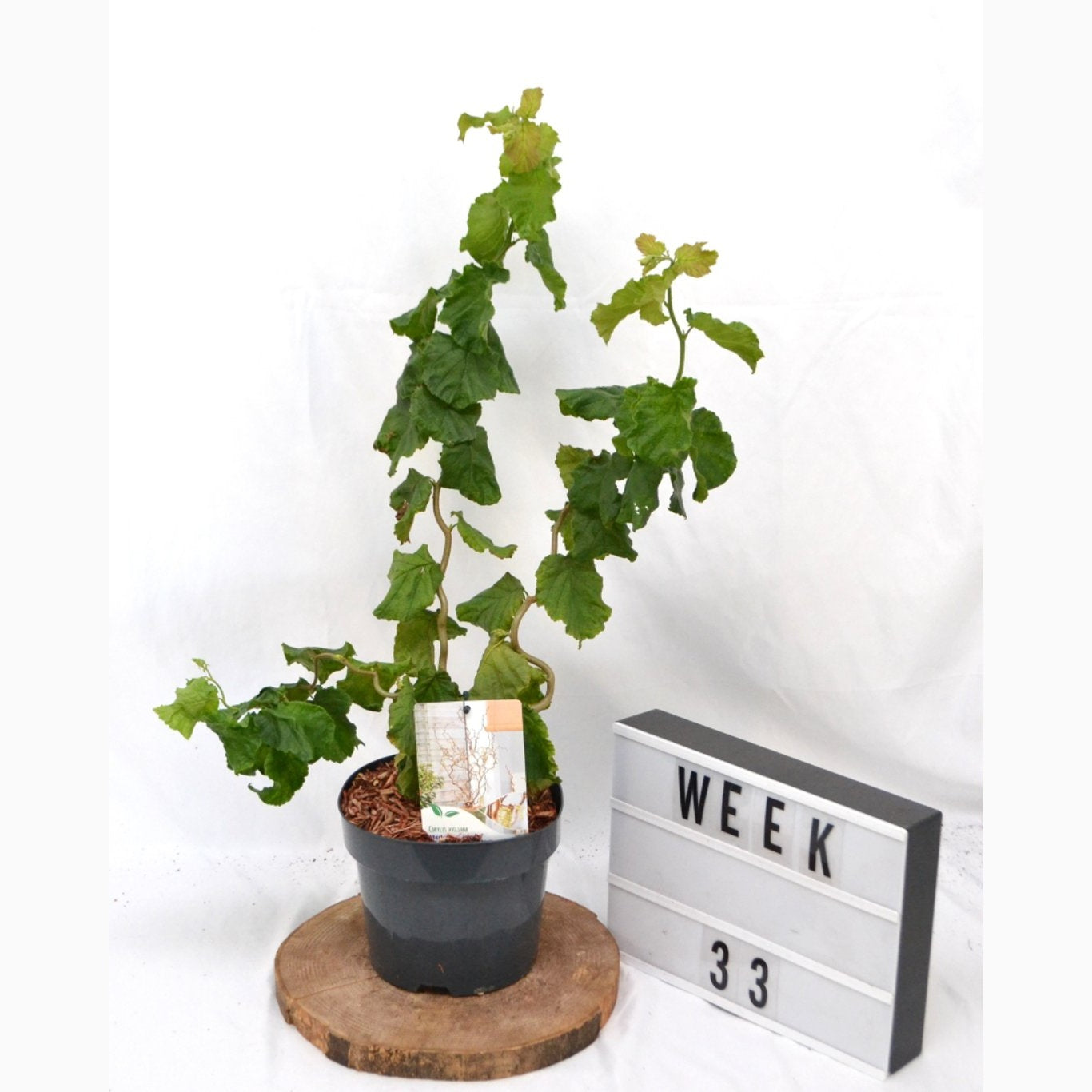 Hassel – Corylus avellana 'Medusa' - C3 20-40 CM